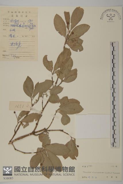 小果衛矛藏品圖，第1張