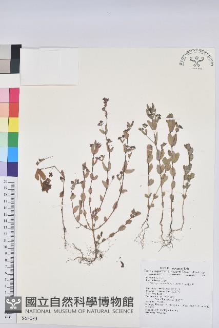 紫斑大戟藏品圖，第1張