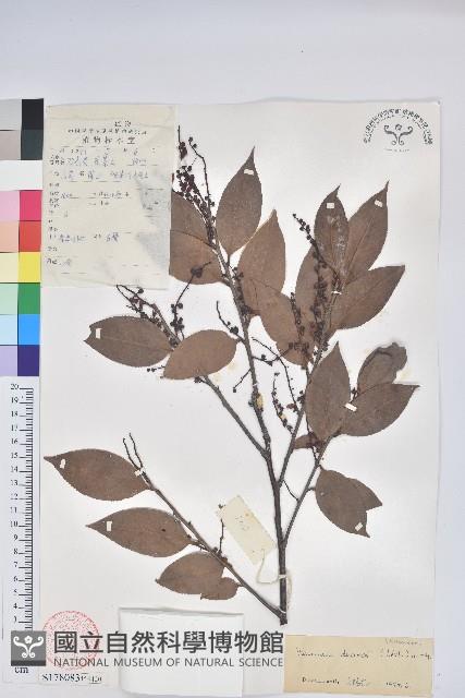 雲南越橘藏品圖，第1張