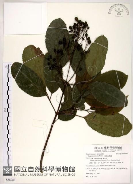 三葉山香圓藏品圖，第1張