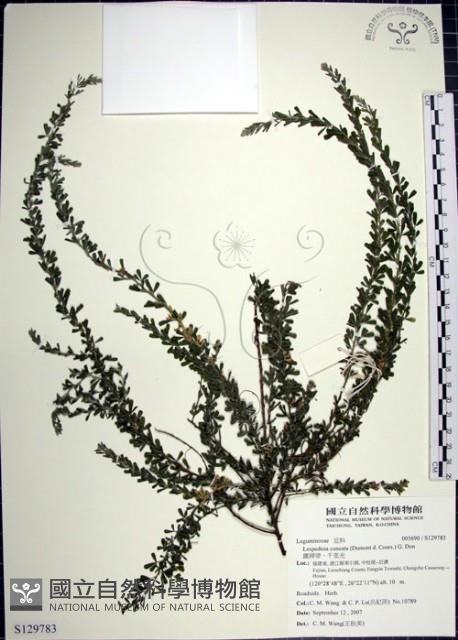 鐵掃帚、千里光藏品圖，第1張