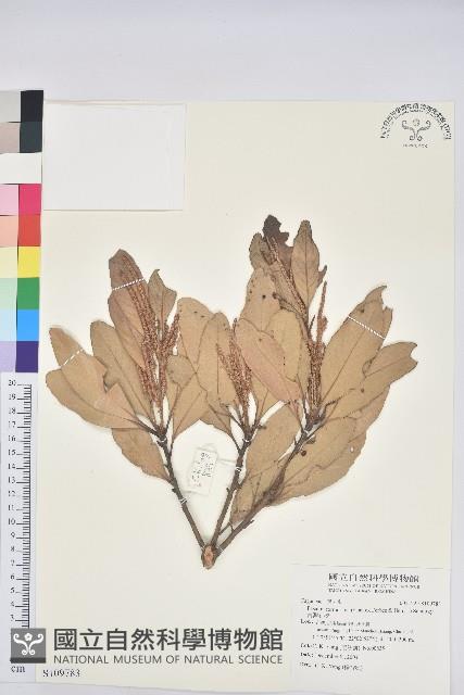 台灣石櫟藏品圖，第1張