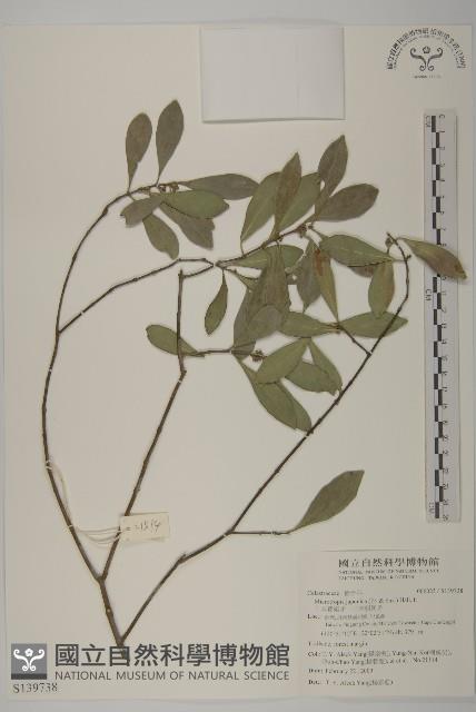 台灣芭蕉藏品圖，第1張