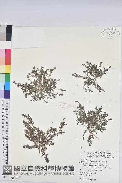 伏生大戟藏品圖，第1張