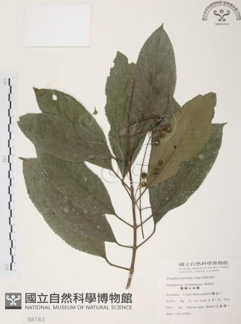 山香圓藏品圖，第1張