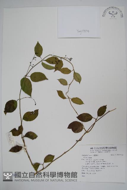 登錄號:S118783藏品圖，第1張