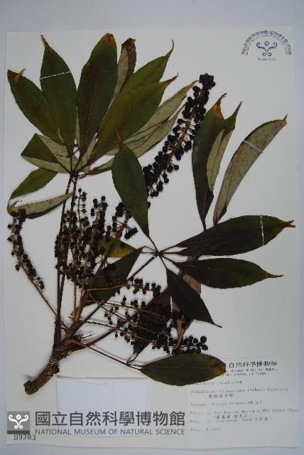 臺灣鵝掌柴藏品圖，第1張