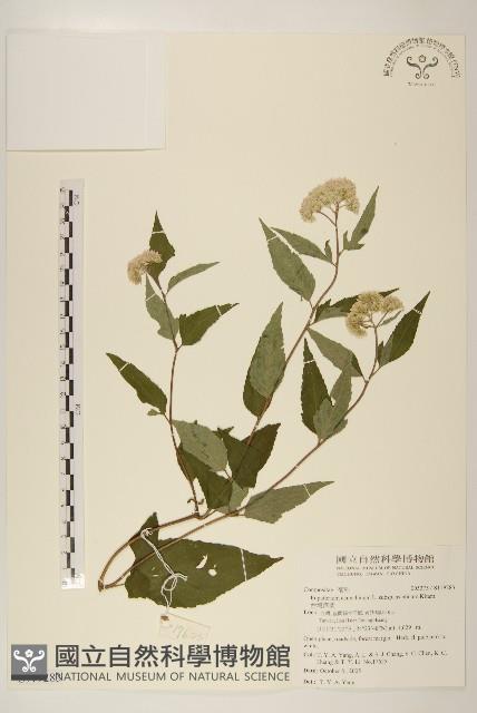 台灣澤蘭藏品圖，第1張