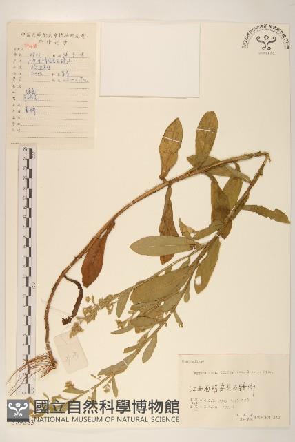 六角草藏品圖，第1張