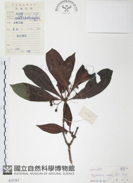 九節木、牛屎烏、青龍吐霧藏品圖，第1張