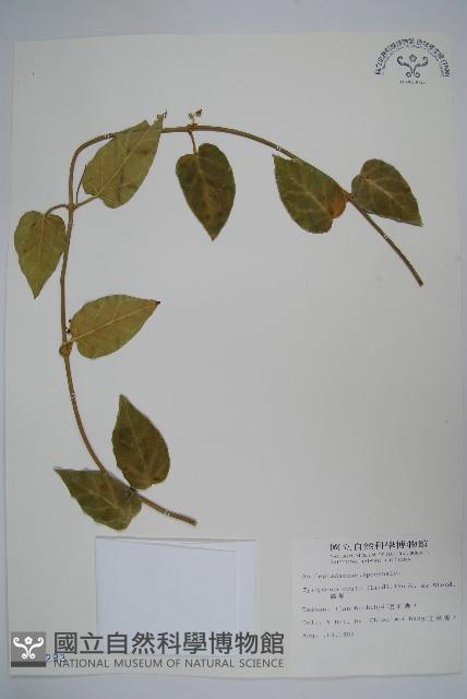 鷗蔓藏品圖，第1張