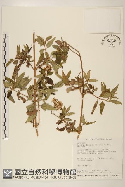 里龍山澤蘭藏品圖，第1張