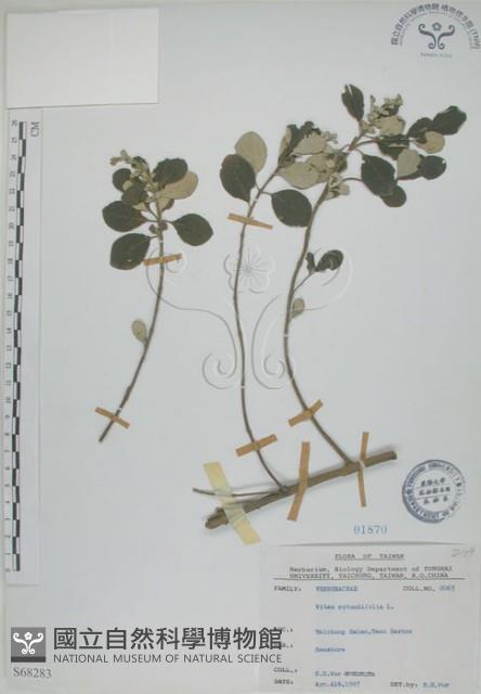 海埔姜藏品圖，第1張