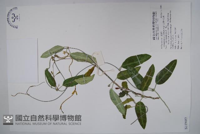 台灣牛皮消藏品圖，第1張