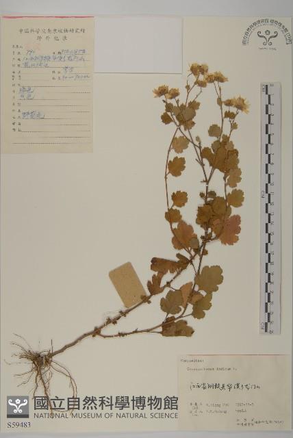 油菊藏品圖，第1張