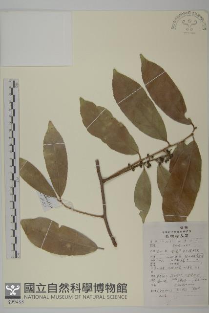 南華南蛇藤，青江藤藏品圖，第1張