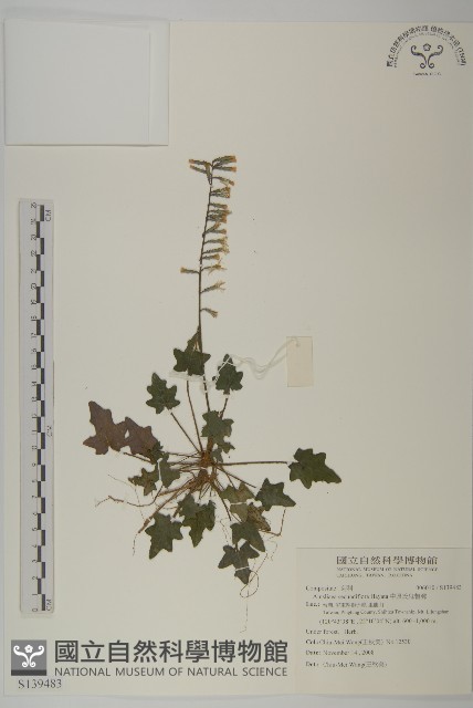 中原氏鬼督郵藏品圖，第1張