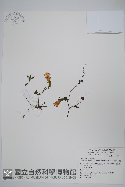 翅柄馬藍藏品圖，第1張