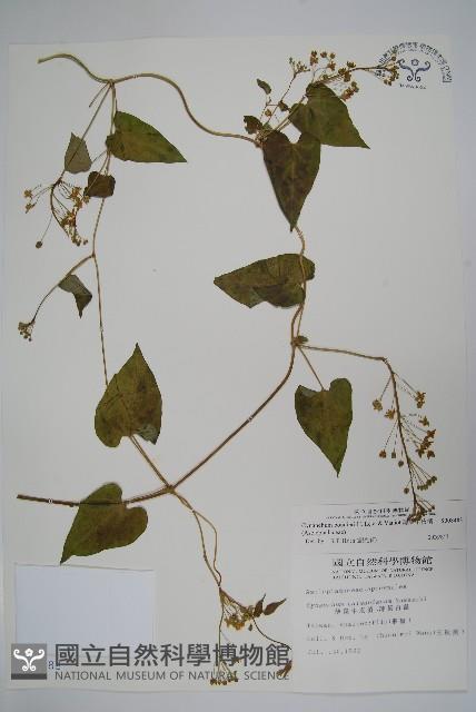 薄葉牛皮消藏品圖，第1張