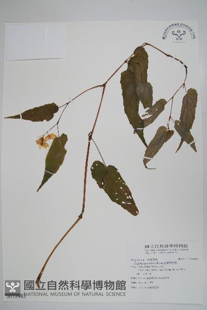 臺灣秋海棠藏品圖，第1張