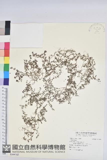 登錄號:S109183藏品圖，第1張