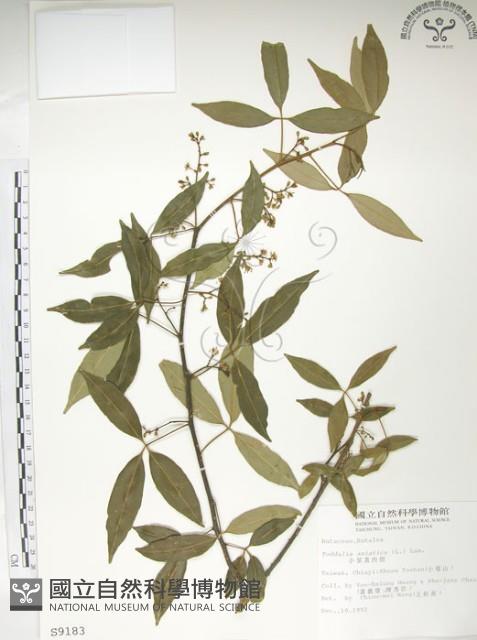 飛龍掌血藏品圖，第1張