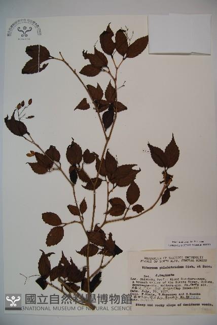 基隆莢迷藏品圖，第1張