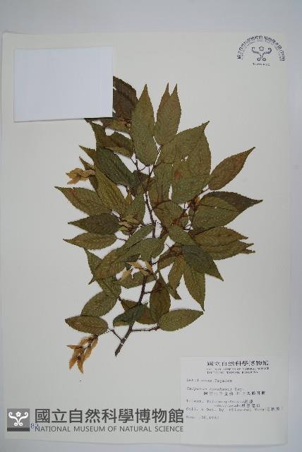 阿里山千金榆藏品圖，第1張