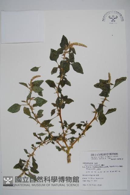 刺莧藏品圖，第1張