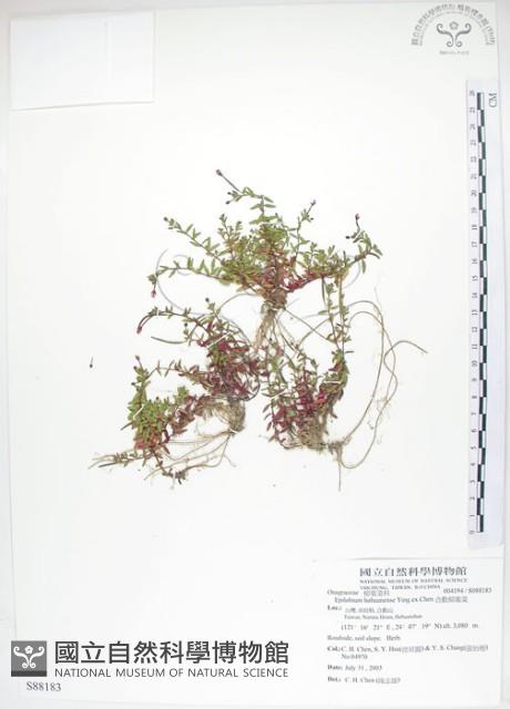 合歡柳葉菜藏品圖，第1張