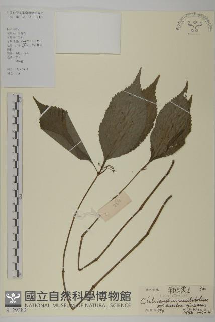 華南金粟蘭藏品圖，第1張