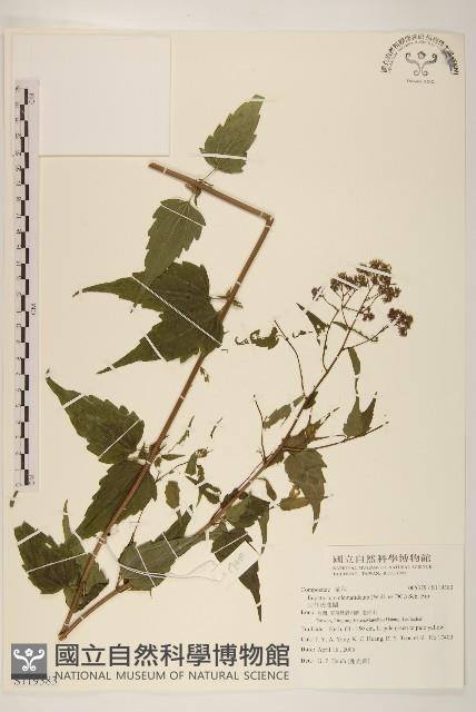 田代氏澤蘭藏品圖，第1張