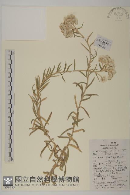 條葉珠光香青藏品圖，第1張