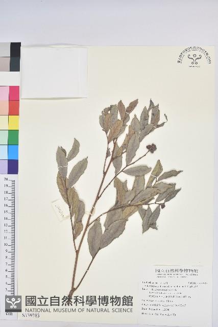 紅毛饅頭果藏品圖，第1張