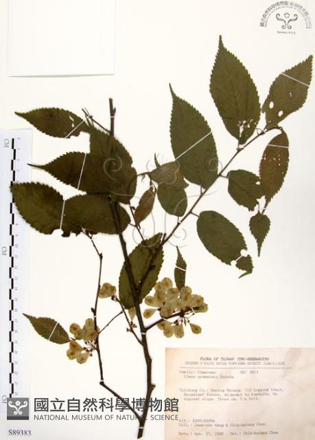 阿里山榆藏品圖，第1張