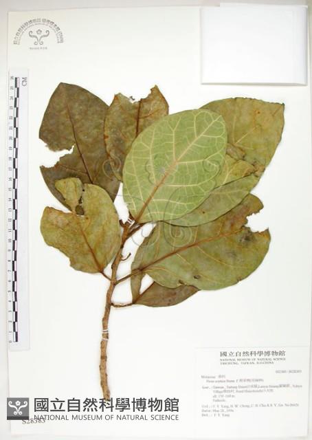 大冇榕、稜果榕藏品圖，第1張