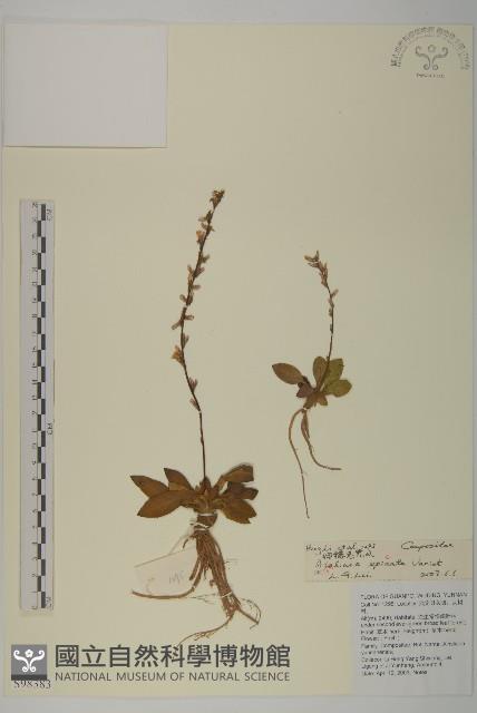 細穗免兒風藏品圖，第1張