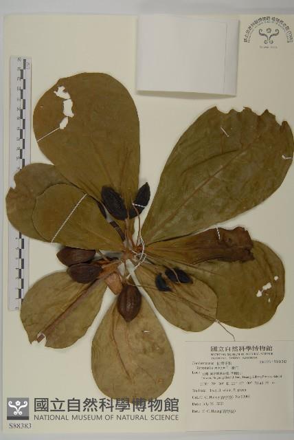 欖仁藏品圖，第1張