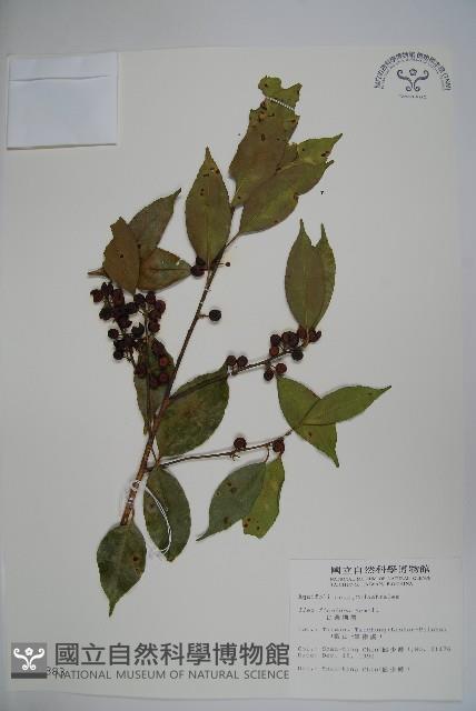 臺灣糊樗藏品圖，第1張