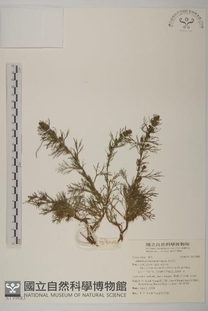 高山艾藏品圖，第1張