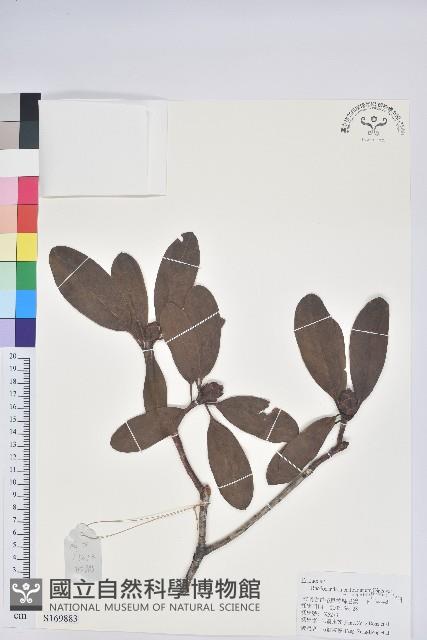 白毛粉鐘杜鵑藏品圖，第1張