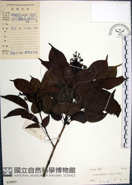 山埔姜藏品圖，第1張