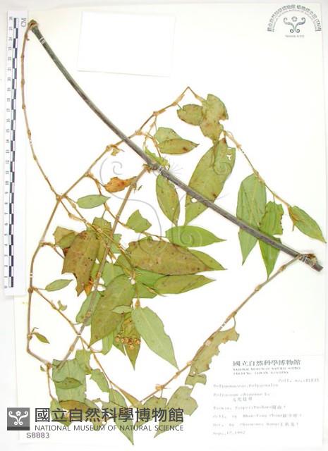 火炭母草、清飯藤藏品圖，第1張