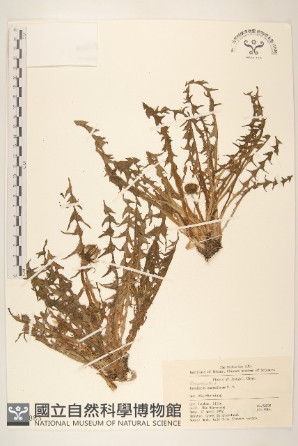 蒲公英藏品圖，第1張