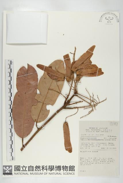 登錄號:S058883藏品圖，第1張