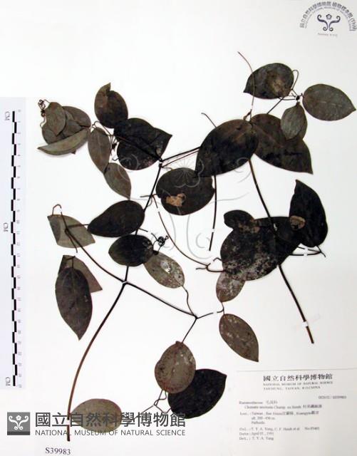 柱果鐵線蓮藏品圖，第1張