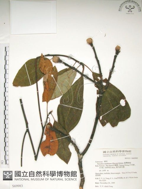 臺灣擦樹藏品圖，第1張