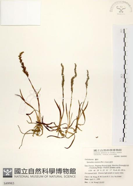 綬草藏品圖，第1張