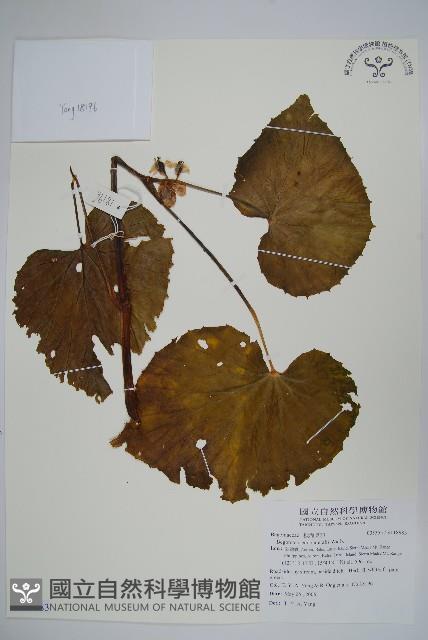 登錄號:S118983藏品圖，第1張