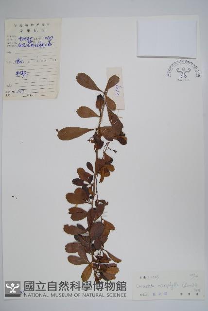 小葉厚殼樹、基及樹藏品圖，第1張